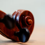 Close-up of a violin snail with whorls
